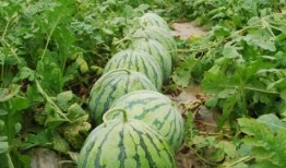 潍坊吃瓜网红有哪些名字,瓜田里的“吃瓜群众”风采录