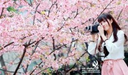 樱花在线观看,在线共赏浪漫花海