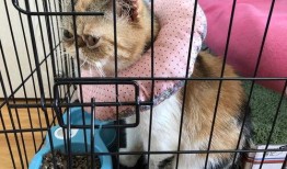 狗仔爆料加菲视频大全,加菲猫萌态视频大集合