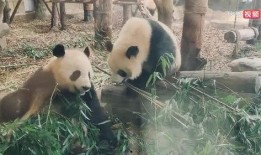 娱乐吃瓜熊猫视频下载,娱乐瞬间尽收眼底