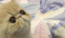 狗仔爆料加菲视频大全,加菲猫萌态视频大集合