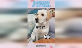 狗子黑料爆料视频下载,视频爆料背后的真相与争议