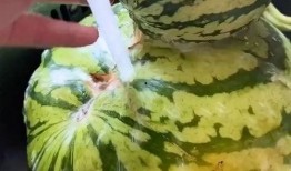 吃鲜瓜搞笑视频下载免费,免费下载吃鲜瓜搞笑视频，欢乐无限