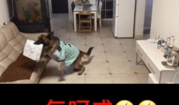 狗狗糯米被爆料视频大全,萌态百出，笑料连连