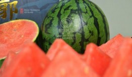 潍坊吃瓜网红有哪些名字,瓜田里的“吃瓜群众”风采录