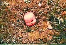 南阳花坛爆料事件视频,真相与争议的交织