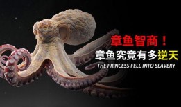 八爪鱼爆料视频,精彩瞬间一网打尽