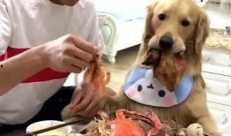 网红和金毛吃瓜,吃瓜群众的欢乐盛宴