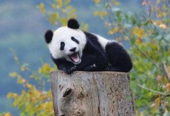 娱乐吃瓜熊猫视频下载,娱乐瞬间尽收眼底