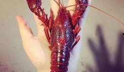 厦门龙虾爆料视频最新,现场实况直击，揭秘海鲜市场新动态