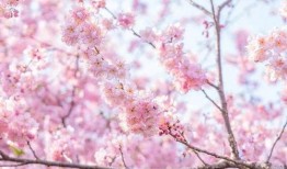 樱花在线观看,在线共赏浪漫花海