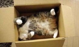 娱乐吃瓜酱猫窝,揭秘娱乐圈那些不为人知的幕后故事