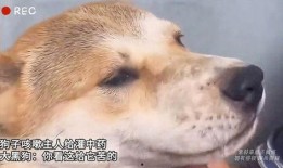 狗子黑料爆料视频下载,视频爆料背后的真相与争议
