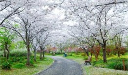 樱花在线观看,在线共赏浪漫花海